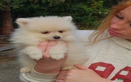 Pomeriaan honden te koop: 6(nog 2)Prachtig gekleurde kleine Pommeriaantjes!  - Advertentie 8