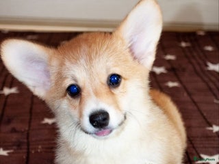 Welsh Corgi Pembroke honden Welsh Corgi Pembroke - Advertentie 10