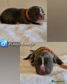 Amerikaanse Bully Puppy 1