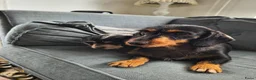 Kruising honden te koop: Prachtige pup teckel x maltezer - Advertentie 10