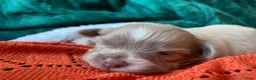 Chihuahua honden te koop: Langharige Chihuahua puppy’s  - Advertentie 23