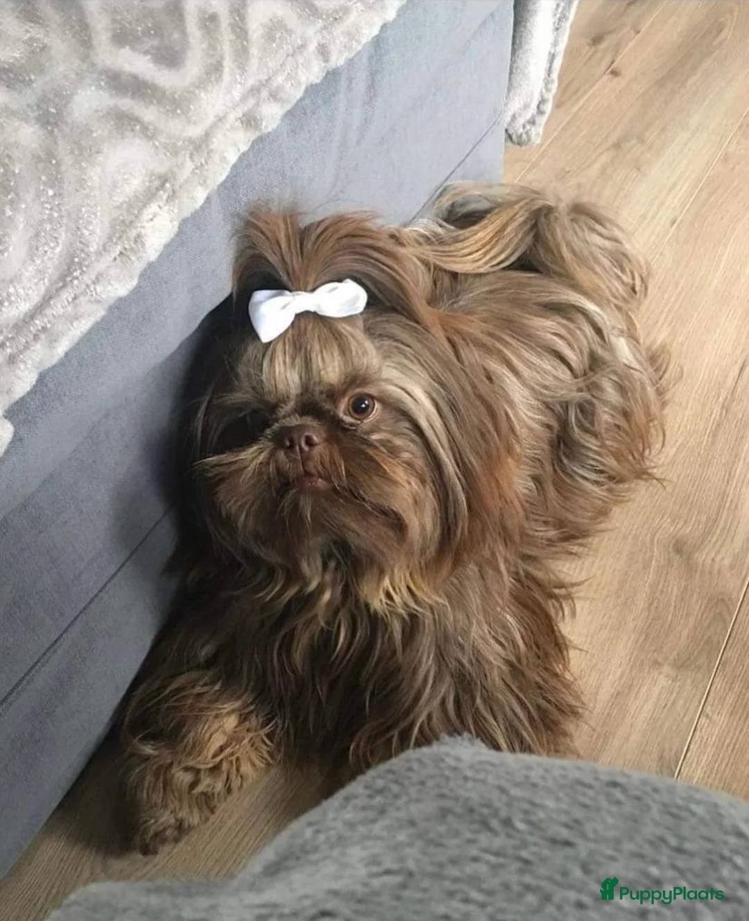 Shihpoo honden te koop: Prachtige choco Shihpoo’s te reserveren - Advertentie 4