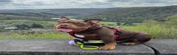 Amerikaanse Bully honden te koop: American Bully pups verwacht (GETEST)  - Advertentie 18