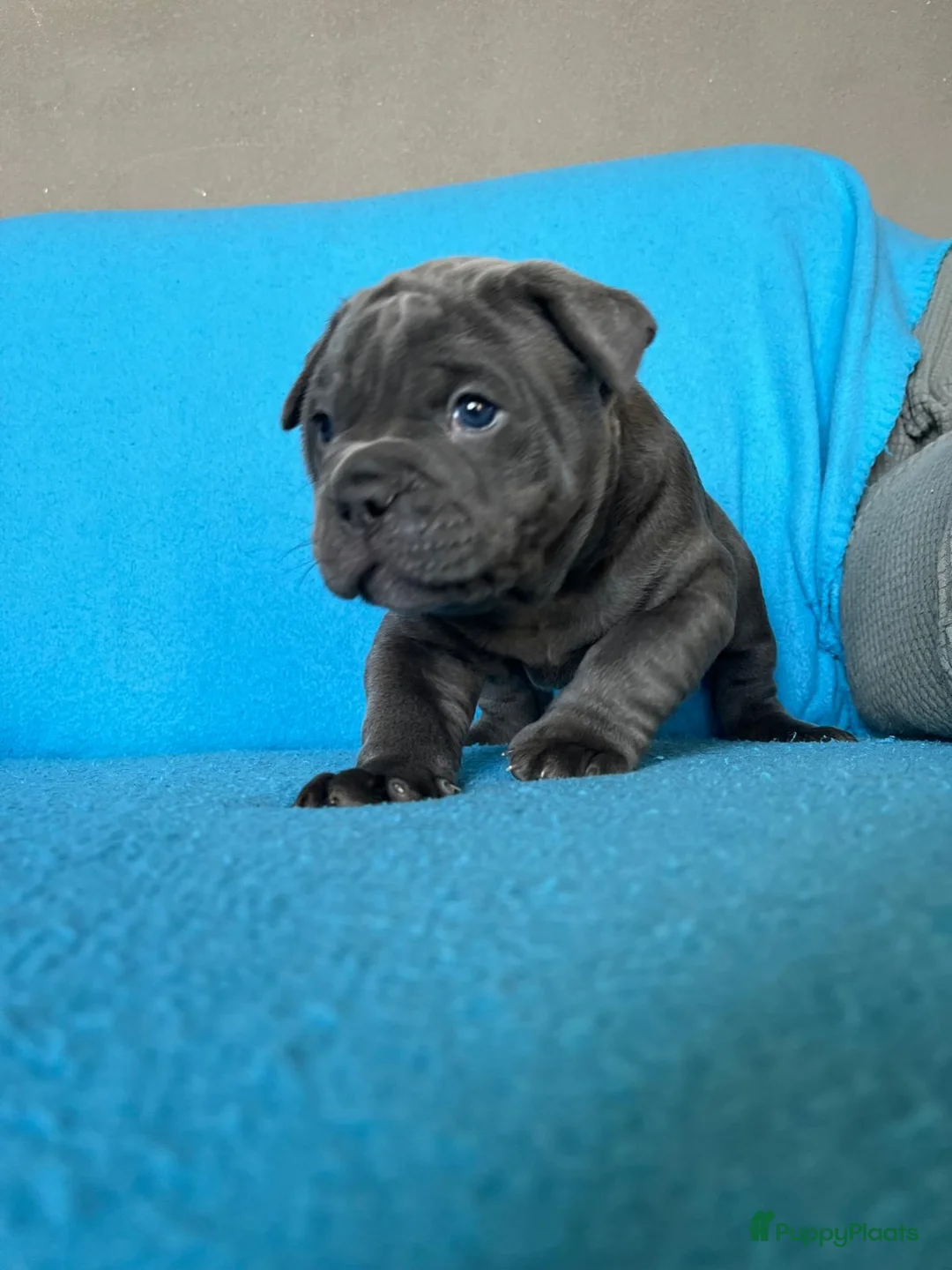 Old English Bulldog honden te koop: Super lieve Old English Bulldog pups - Advertentie 9