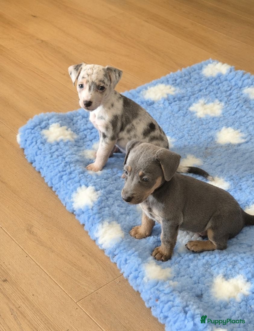 Jack Russel Terriër honden Nog 1 mooi grey merle teefje 7 weken oud en 1 reu  - Advertentie 1
