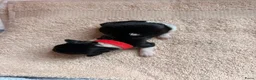 Kruising honden te koop: Schatjes van Boomerpups te koop - Advertentie 16
