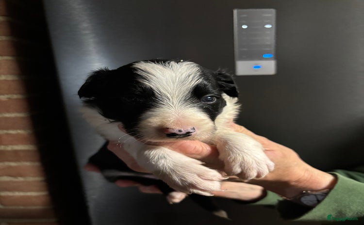 Border Collie honden Bordercollie pups - Advertentie 1