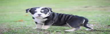 Amerikaanse Bully Puppy 1