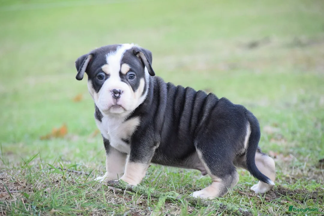 Amerikaanse Bully honden te koop: American bully pocket pups - Advertentie 12