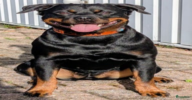 Rottweiler honden - Advertentie 9