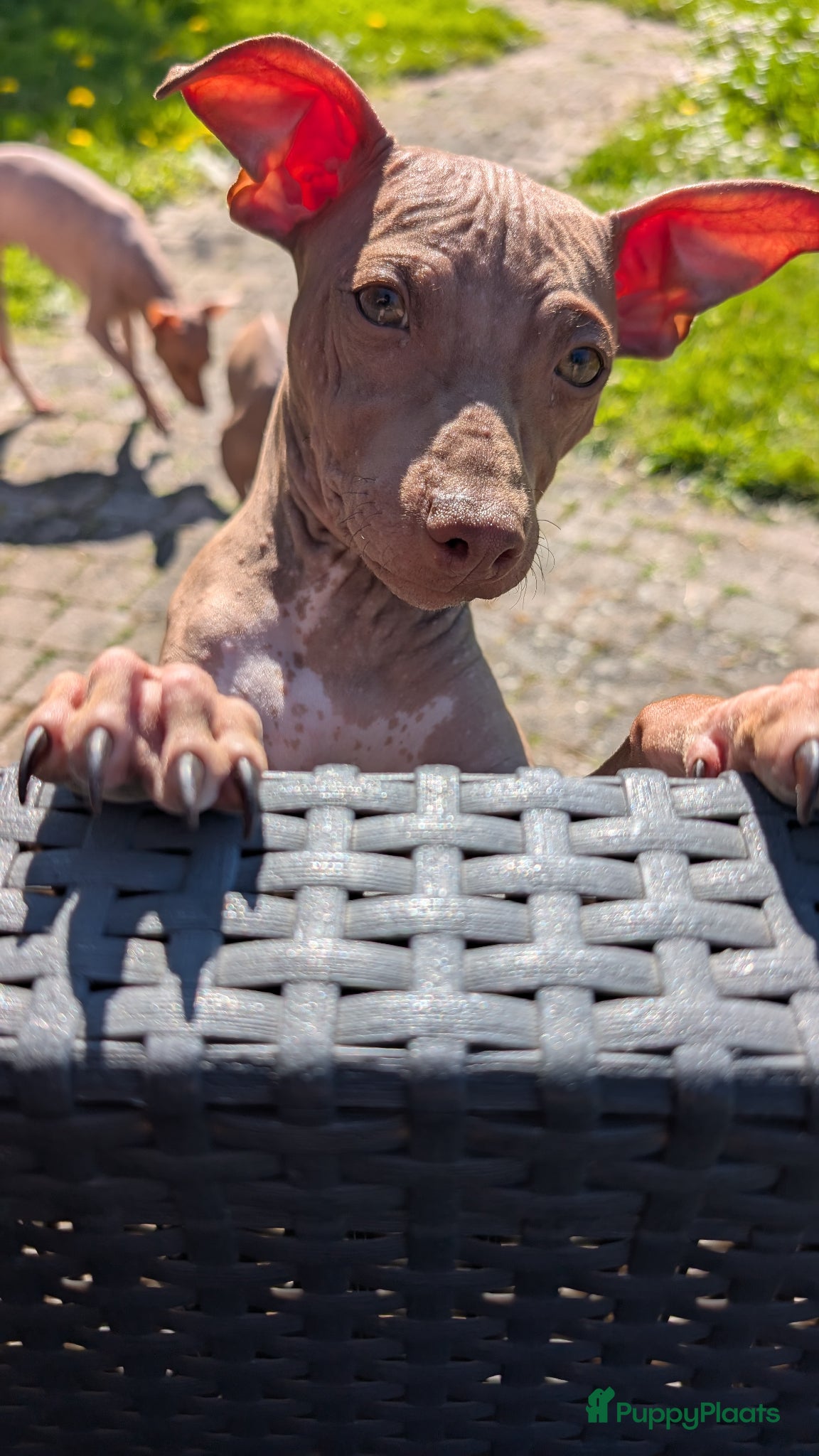 Amerikaanse Naakthond honden Amerikaanse naakthond - Advertentie 1