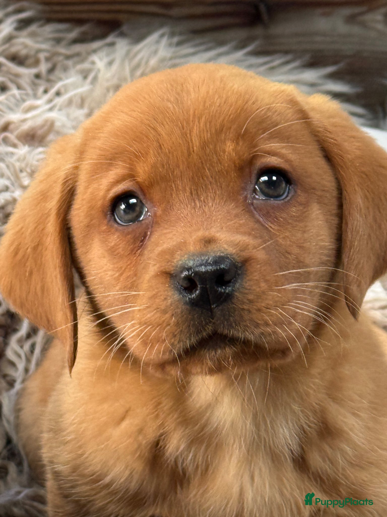 Labrador Retriever honden Labrador redfox - Advertentie 1