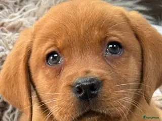 Labrador Retriever honden Labrador redfox - Advertentie 1