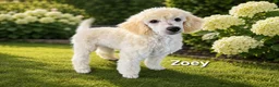Labradoodle honden te koop: Poedel out cross pups beschibaar - Advertentie 6