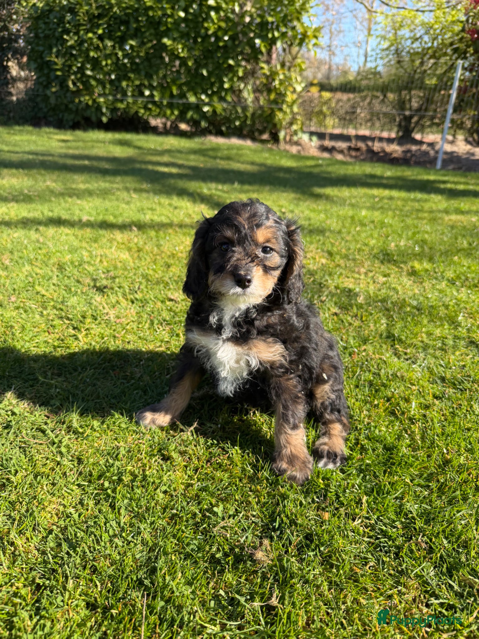 Maltipoo honden Maltipoo (Toy Poedel x Maltezer) pups - Advertentie 8