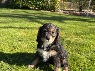 Maltipoo honden Maltipoo (Toy Poedel x Maltezer) pups - Advertentie 8