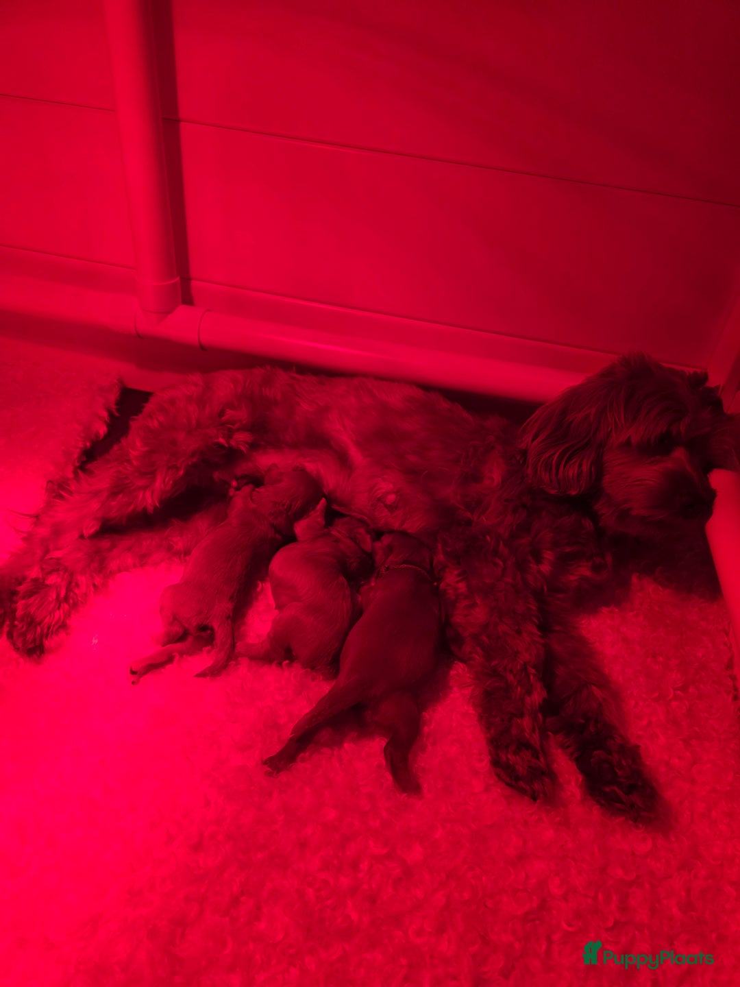 Australian Labradoodle honden te koop: Mini australian labradoodles - Advertentie 6