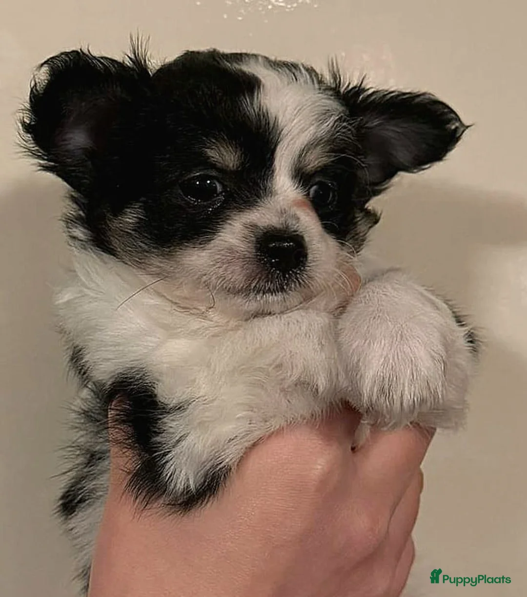 Chihuahua honden te koop: Ondeugende, Lieve Chihuahua pups - Advertentie 1