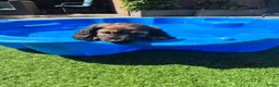Teckel (langhaar) honden te koop: Langhaar dwergteckel reutje - Advertentie 7