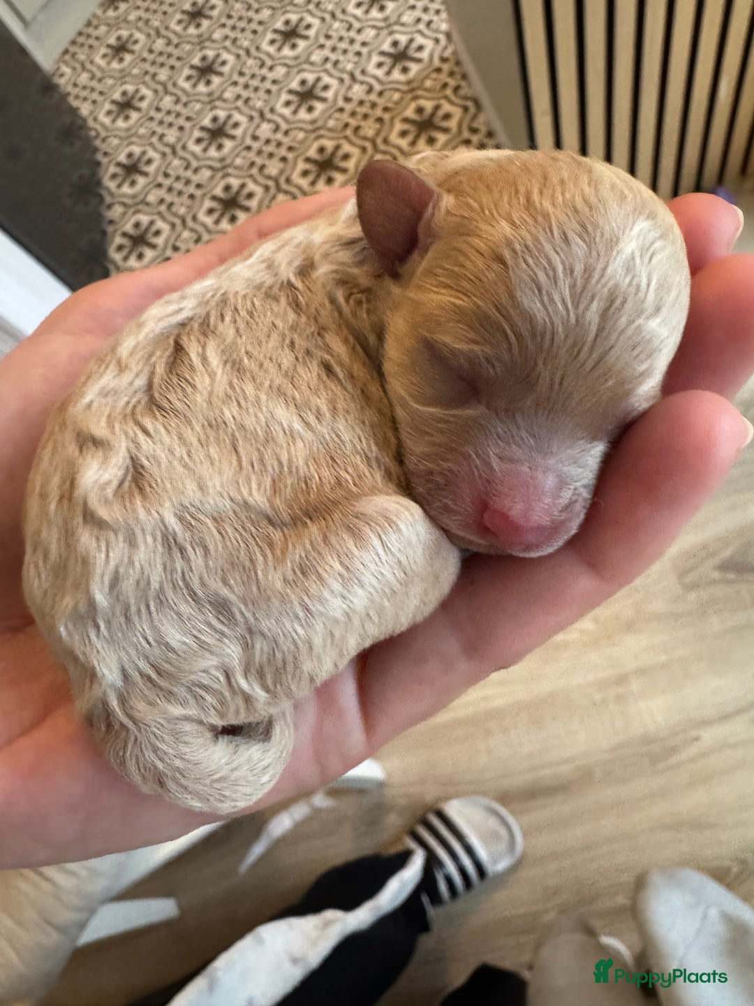 Poedel Toy honden te koop: Toy Poedel pups - Advertentie 7