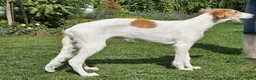 Barsoi honden te koop: AZALIA, Borzoi-teef uit FCI-kennel zoekt thuis - Advertentie 3