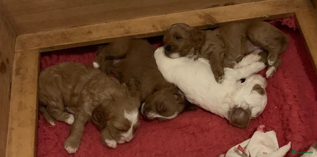 Labradoodle honden te koop: Mini Australian Labradoodles Moos en Guus!! - Afbeelding 8