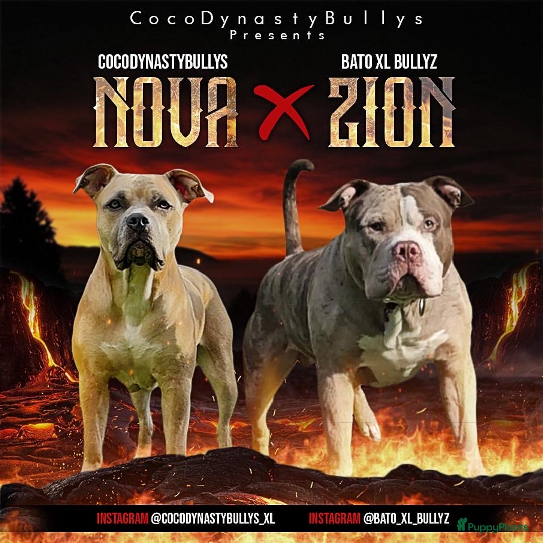 Amerikaanse Bully honden te koop: American Bully Xl pups - Advertentie 19