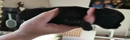 Maltipoo honden te koop: Maltipoo puppy’s te koop - Advertentie 30