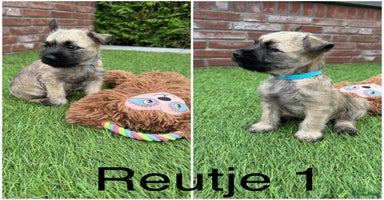 Cairn Terriër honden - Advertentie 13
