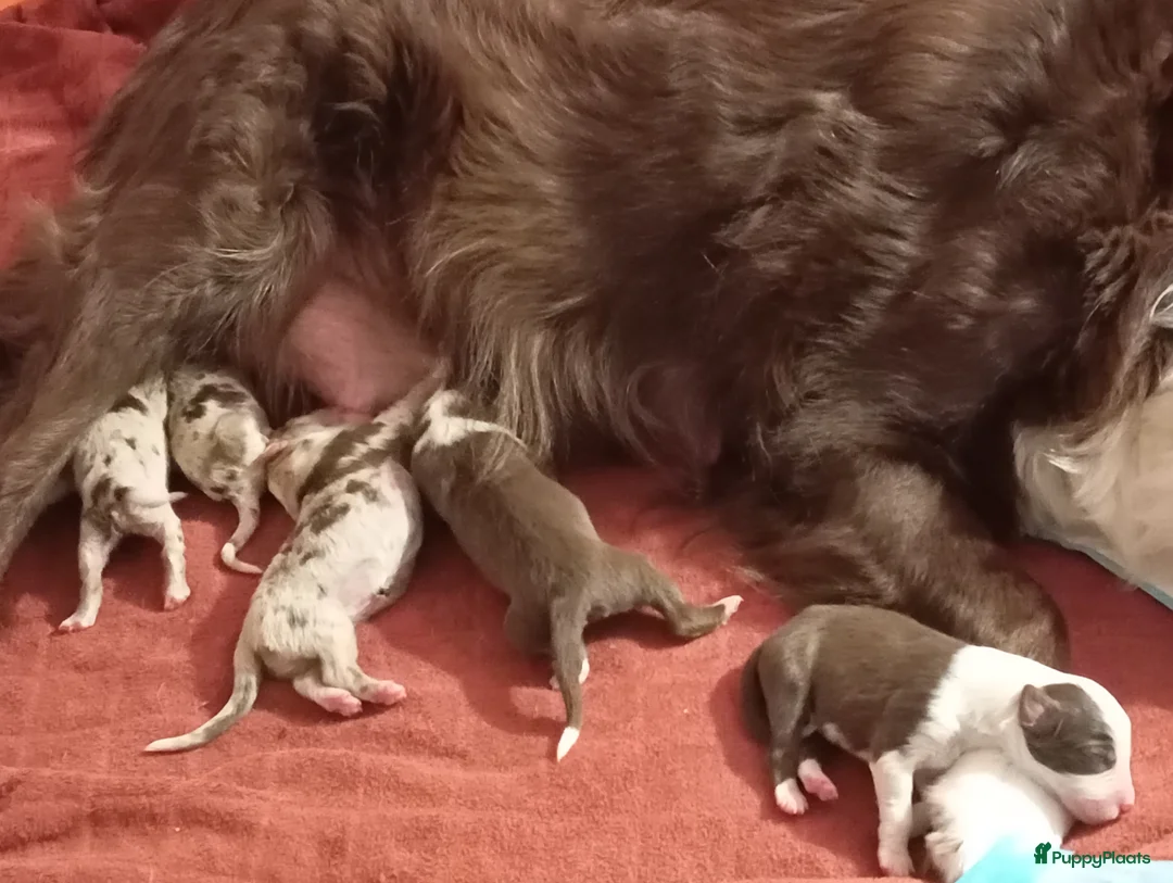 Australian Shepherd honden te koop: 10 prachtige Australische herder pups! - Advertentie 6