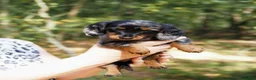 Teckel (langhaar) honden te koop: Teckel pups langhaar kleine dwerg - Advertentie 21