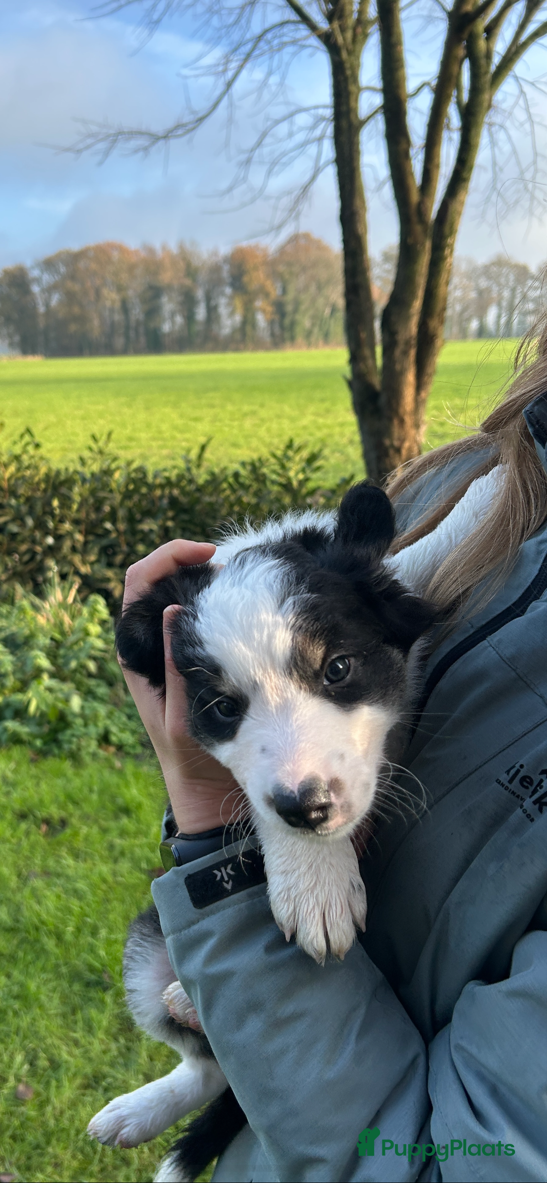Border Collie honden te koop: Twee mooie bordercollie pups te koop - Advertentie 4
