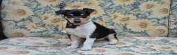 Schotse Herdershond korthaar honden te koop: Schotse herdershond korthaar pups - Advertentie 32