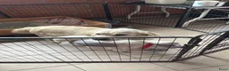 Kruising honden te koop: Golden retriever x rottweiler  - Advertentie 1