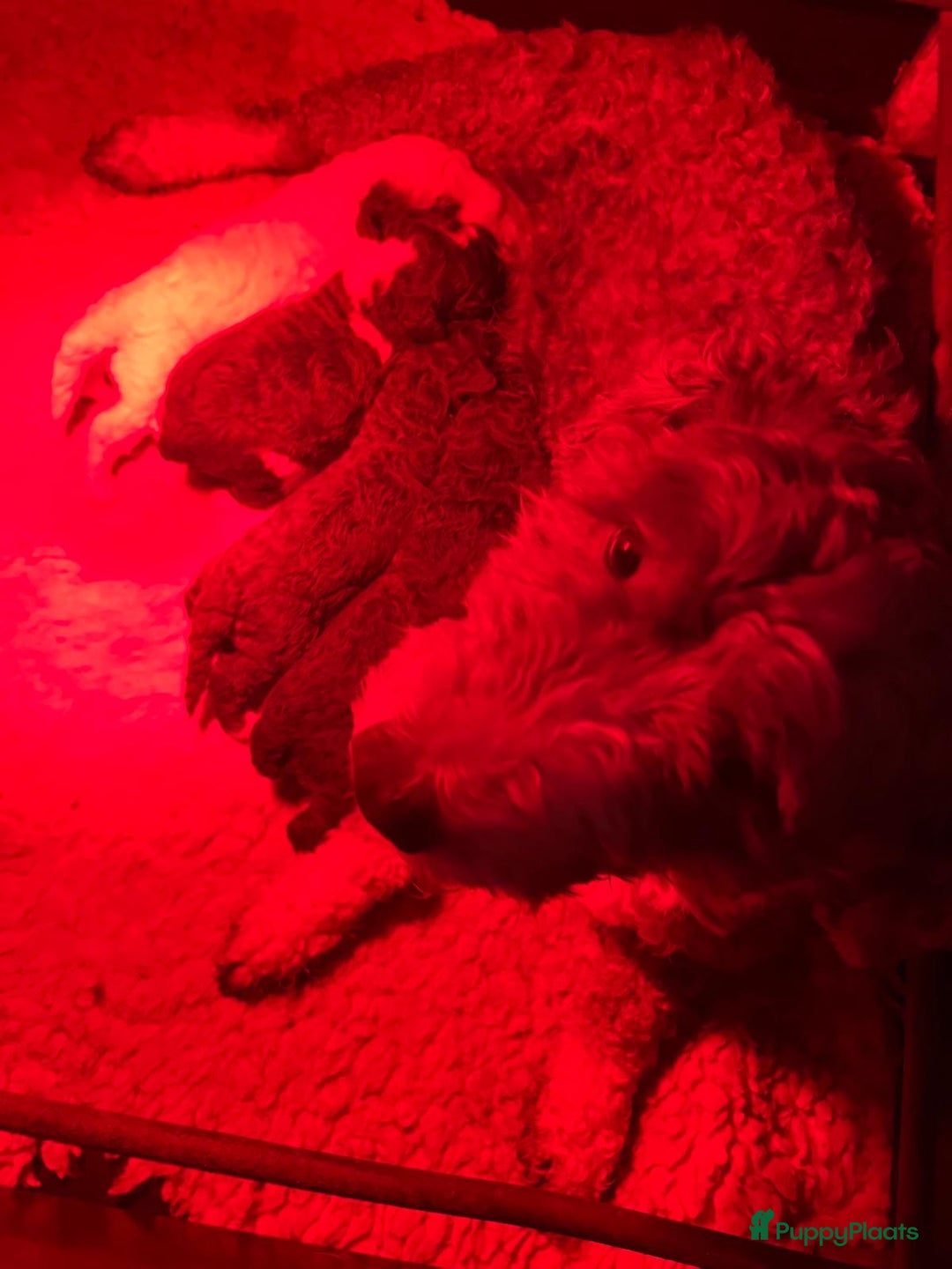 Spaanse Waterhond honden te koop: Spaanse Waterhond pups  - Advertentie 9