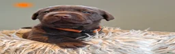 Labrador Retriever honden te koop: Prachtige labrador pups met FCI stamboom - Advertentie 6