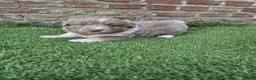 Kruising honden te koop: Knappe lilac border collies - Advertentie 7