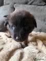 Mechelse Herder Puppy 2