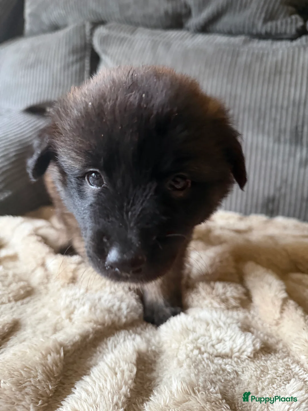 Mechelse Herder honden te koop: Prachtige Mechelse herder pups! - Advertentie 5