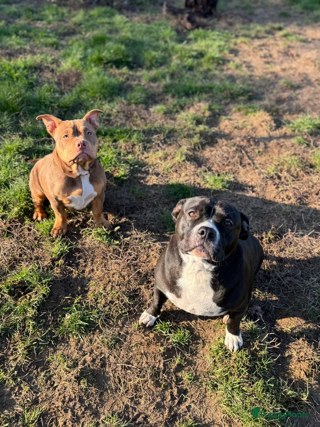 Amerikaanse Bully honden ter adoptie: American pocket bully  - Advertentie 3