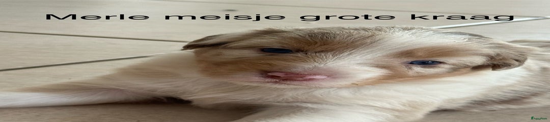 VERKOCHT