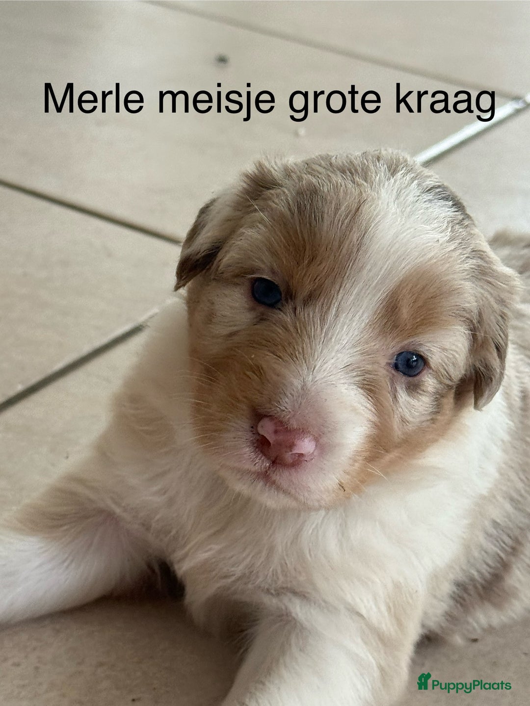 Australian Shepherd honden te koop: Raszuivere Australian Shepherd  - Afbeelding 20