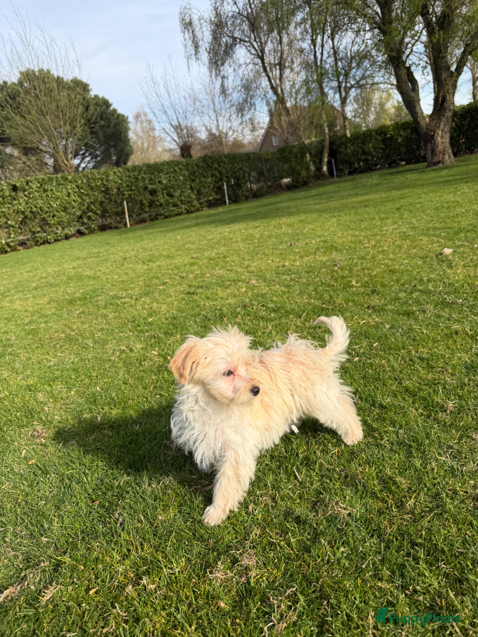 Maltipoo honden Maltipoo (Maltezer x Toy Poedel) pups - Advertentie 1