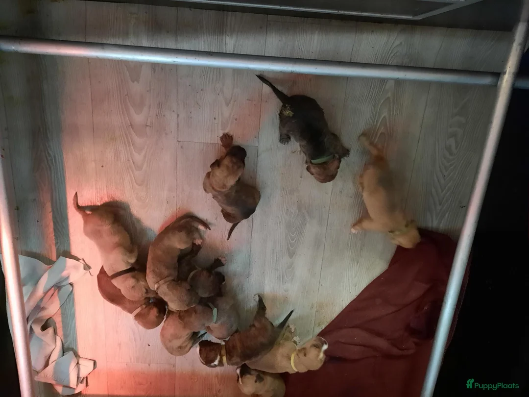 Kruising honden te koop: boerboel x amerikaan stafford in Echt - Advertentie 4