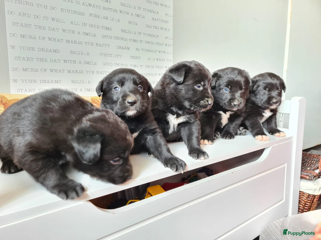 Kruising honden te koop: Uniek Borador pups van Stamboomouders F1 - Advertentie 1