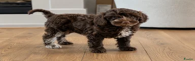 Labradoodle Puppy 4