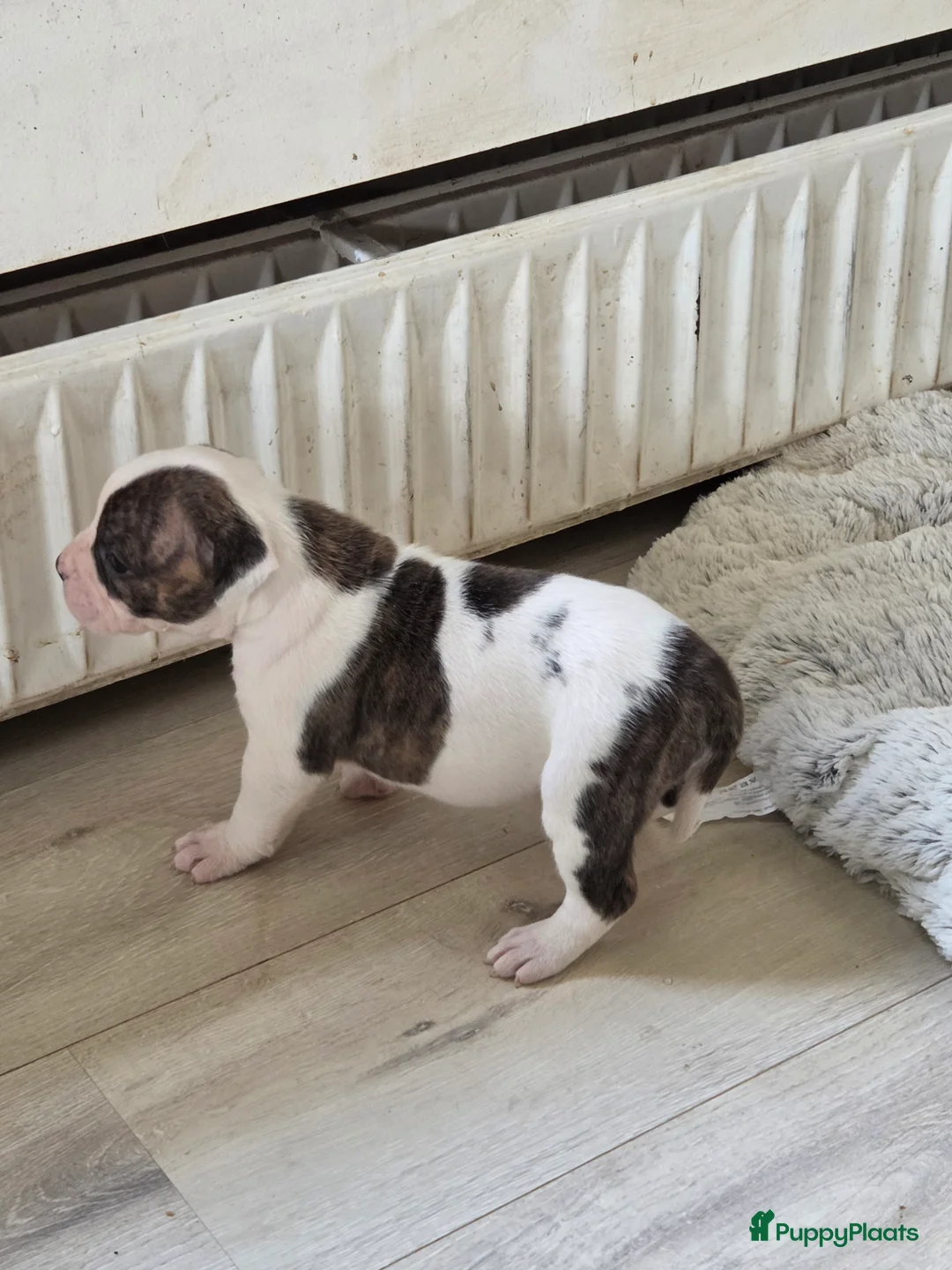 Amerikaanse Bulldog honden te koop: Prachtige Amerikaanse bulldog pups met stamboom - Advertentie 9