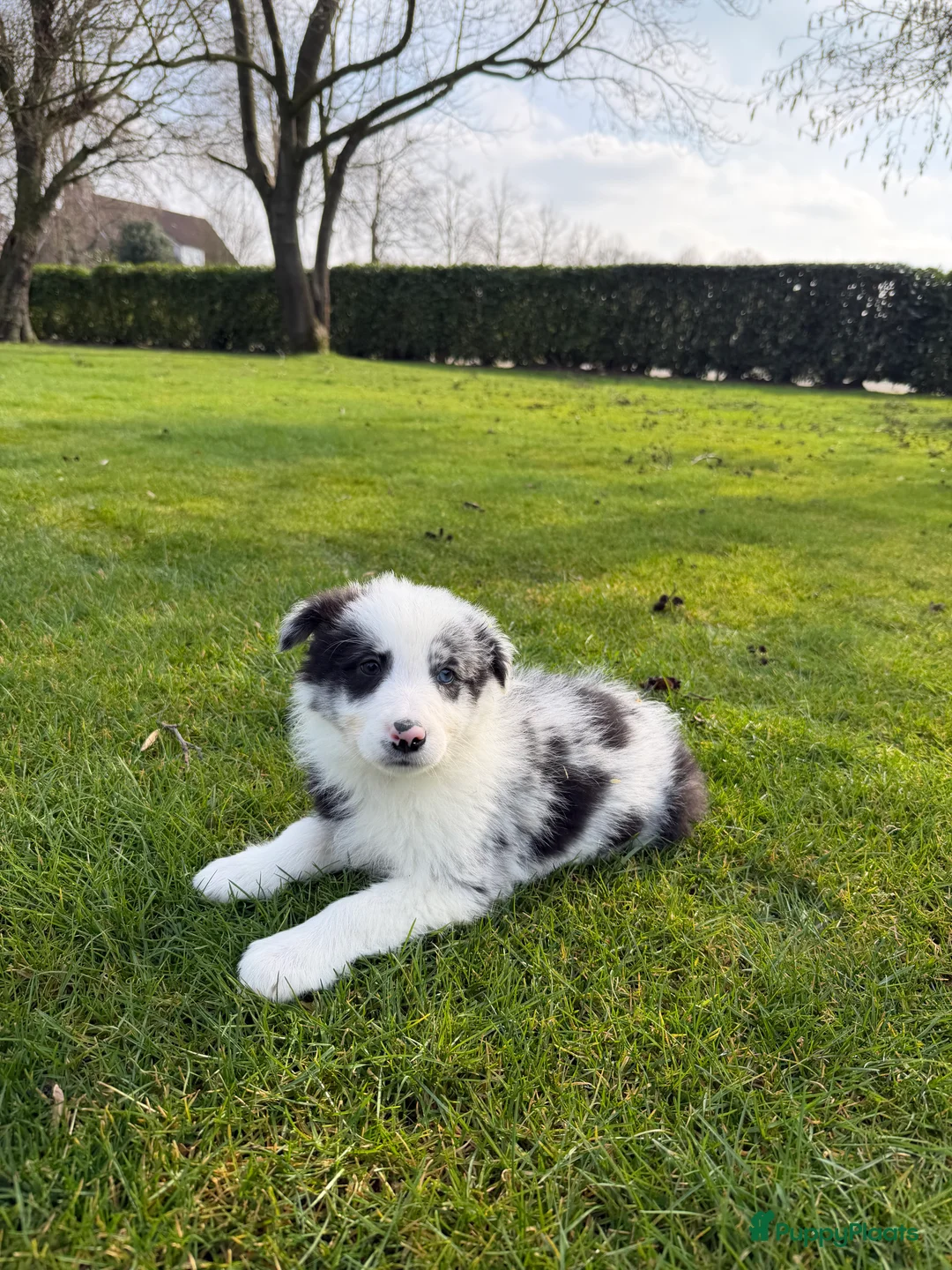 Kruising honden te koop: Australian Shepherd x Border Collie pups - Advertentie 4