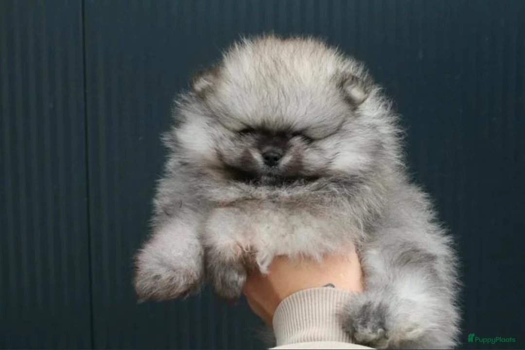 Pomeriaan honden te koop: Pomeranian pup reutje - Advertentie 2