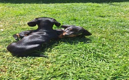 Teckel (korthaar)  honden te koop: Kortharige dwerg teckel  in Kesteren - Afbeelding 3